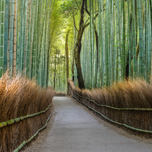 Australian Bamboo Grass