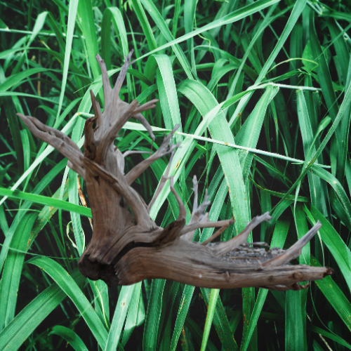Beachwood Vetiver