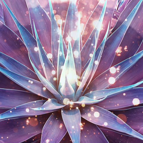 Blue Agave