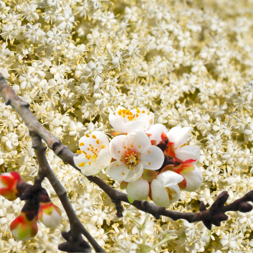 Elderflower & Apple Blossoms