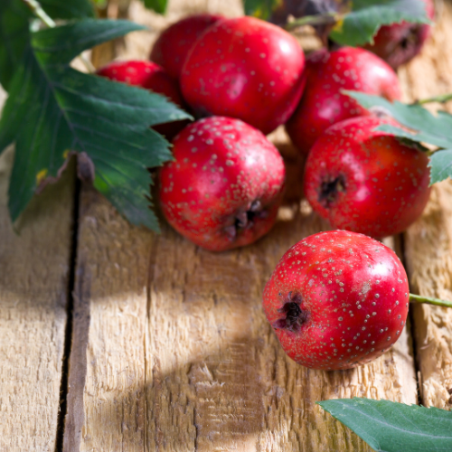 Huckleberry Harvest Soy Candle