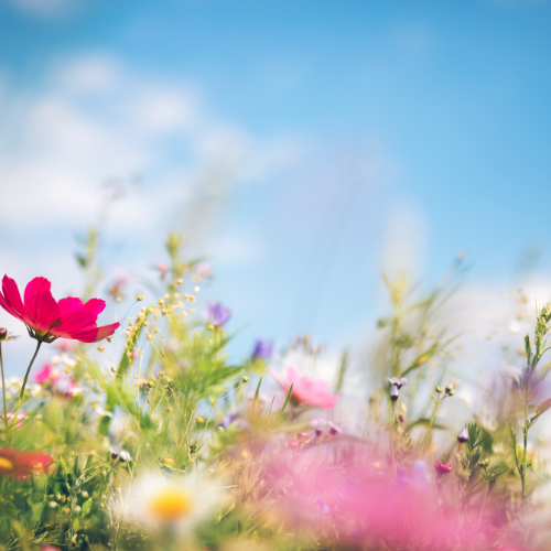 Spring Wildflowers