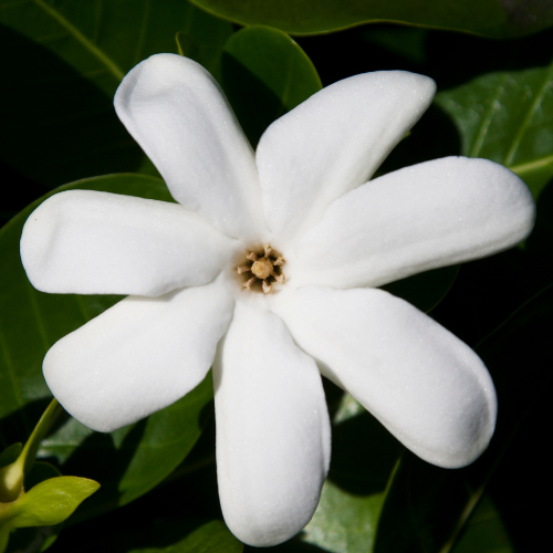Tiare Flowers