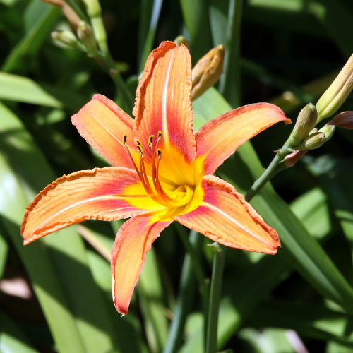 Tiger Lily