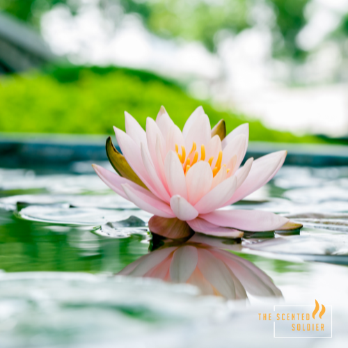 Water Lotus & Jasmine