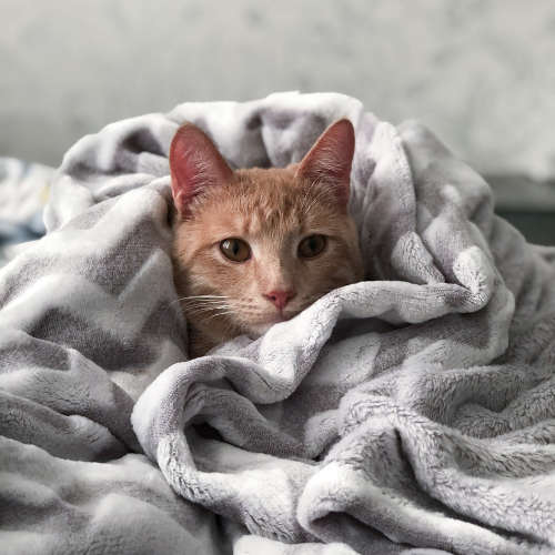 All Snuggled Up Fabric & Room Spray