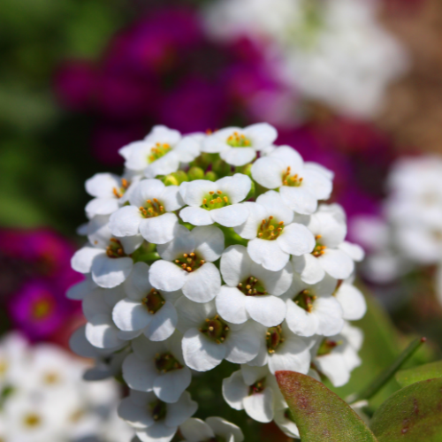 Alyssum Soy Candle