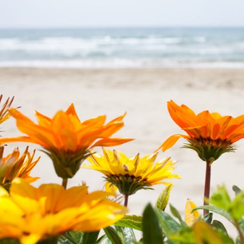 Beach Daisies Soy Candle