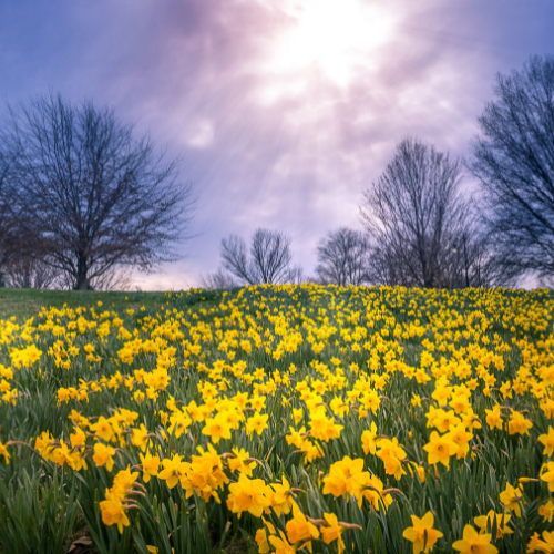 Daffodil Fields Tart Wax Melts