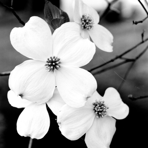 Flowering Dogwood Soy Candle