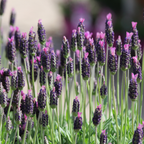 French Lavender Soy Candle