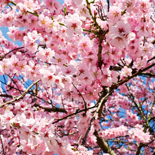 Japanese Cherry Blossom Soy Candle