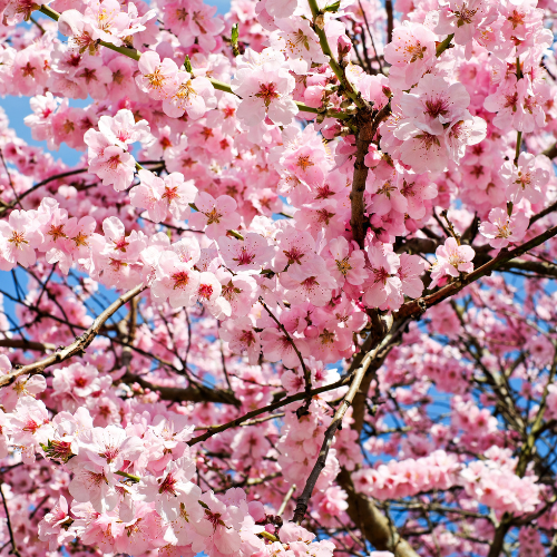 Japanese Cherry Blossom Car Air Freshener