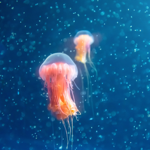 Jellyfish Bubbles Car Air Freshener