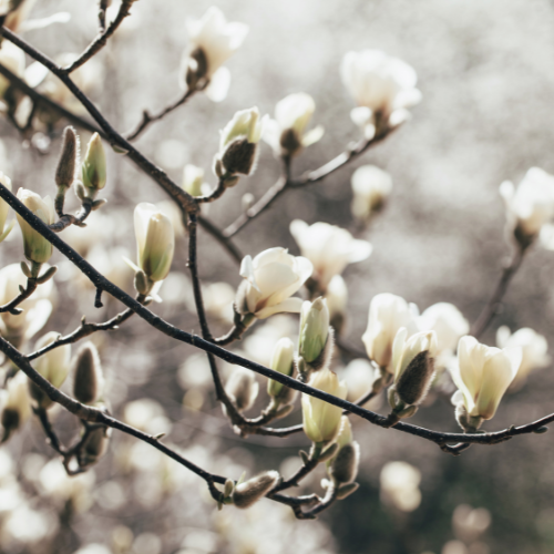 Magnolia in Bloom Tart Wax Melts