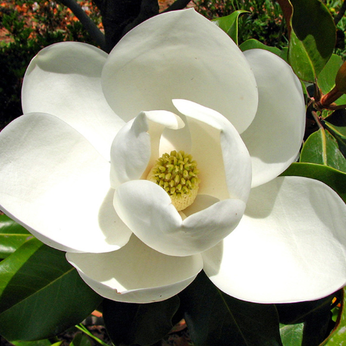 Magnolia Tart Wax Melts