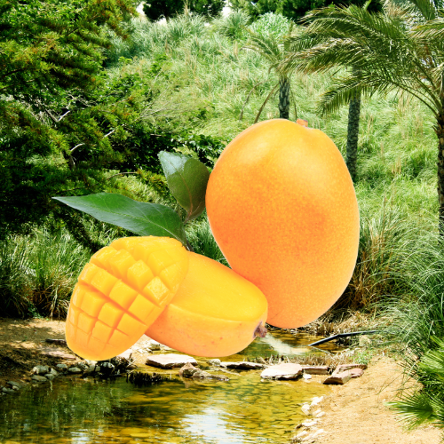 Mango Oasis Tart Wax Melts
