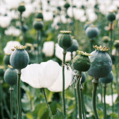 Opium Fields Fabric & Room Spray
