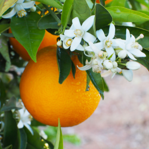 Orange Blossom Car Air Freshener