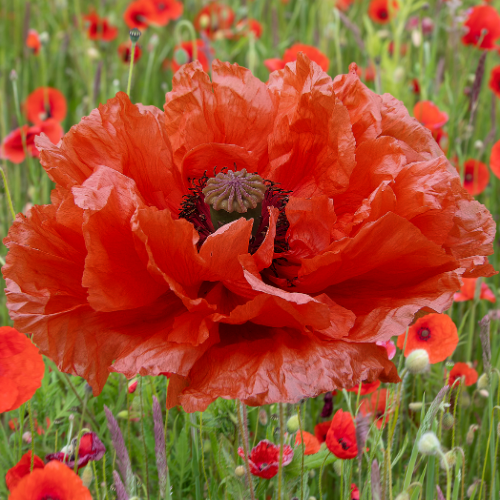 Peppered Poppies Fabric & Room Spray