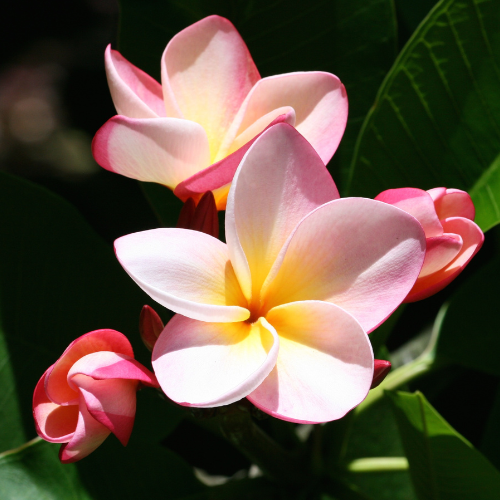 Puakenikeni Hawaiian Flower Soy Candle