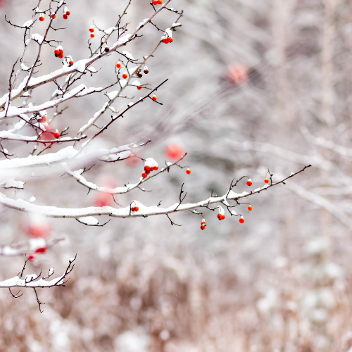 Snowflakes & Berries Tart Wax Melts