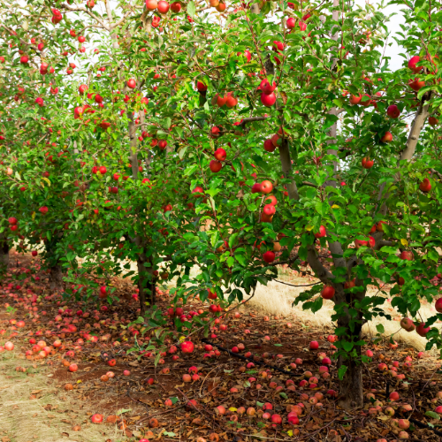 Under the Apple Tree Soy Candle