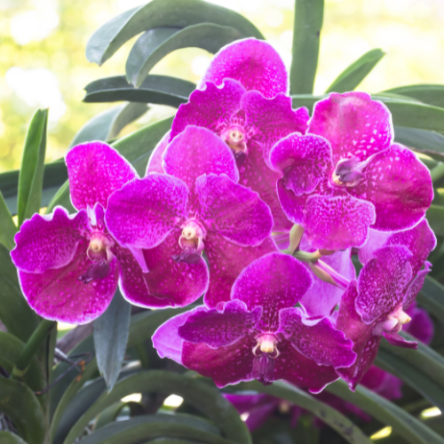 Vanda Orchid Tart Wax Melts