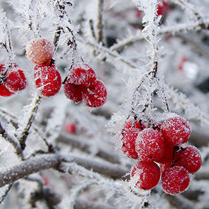 Ice Kissed Berries Car Air Freshener